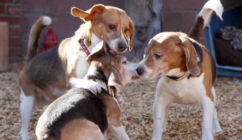 Washington Examiner