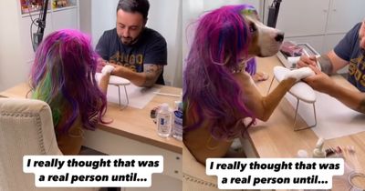 Dog Gets Nails Done in Hilarious Instagram Video