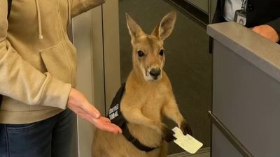 Kangaroo clip sends viewers into a crisis: Can YOU spot the problem?